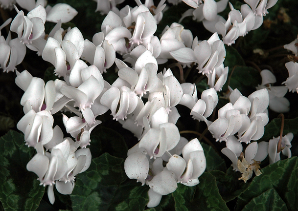 Cyclamen hederifolium Album si (1).jpg